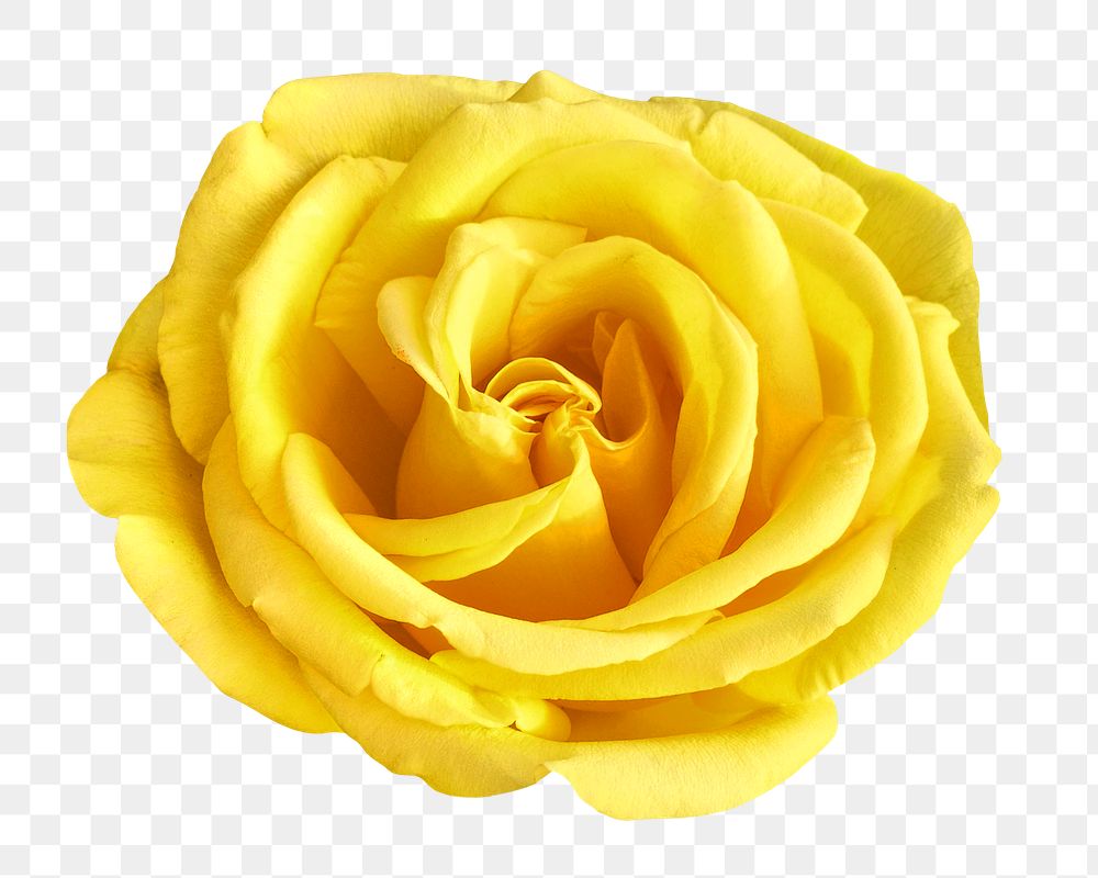 Yellow rose png flower, transparent background