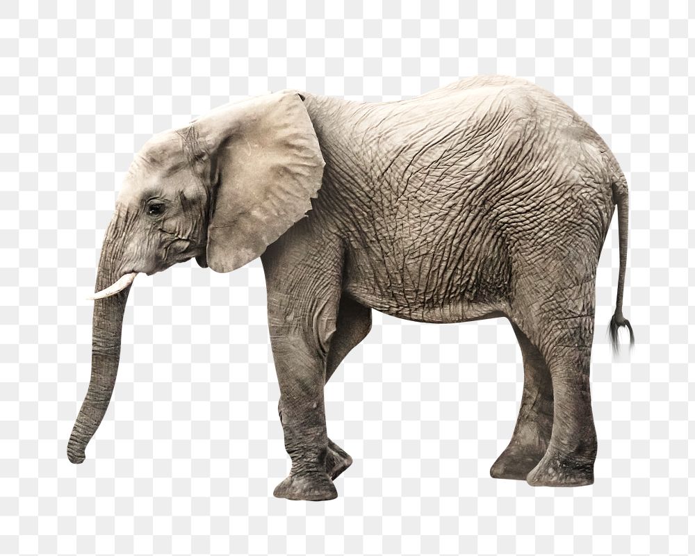 Png elephant animal element, transparent background