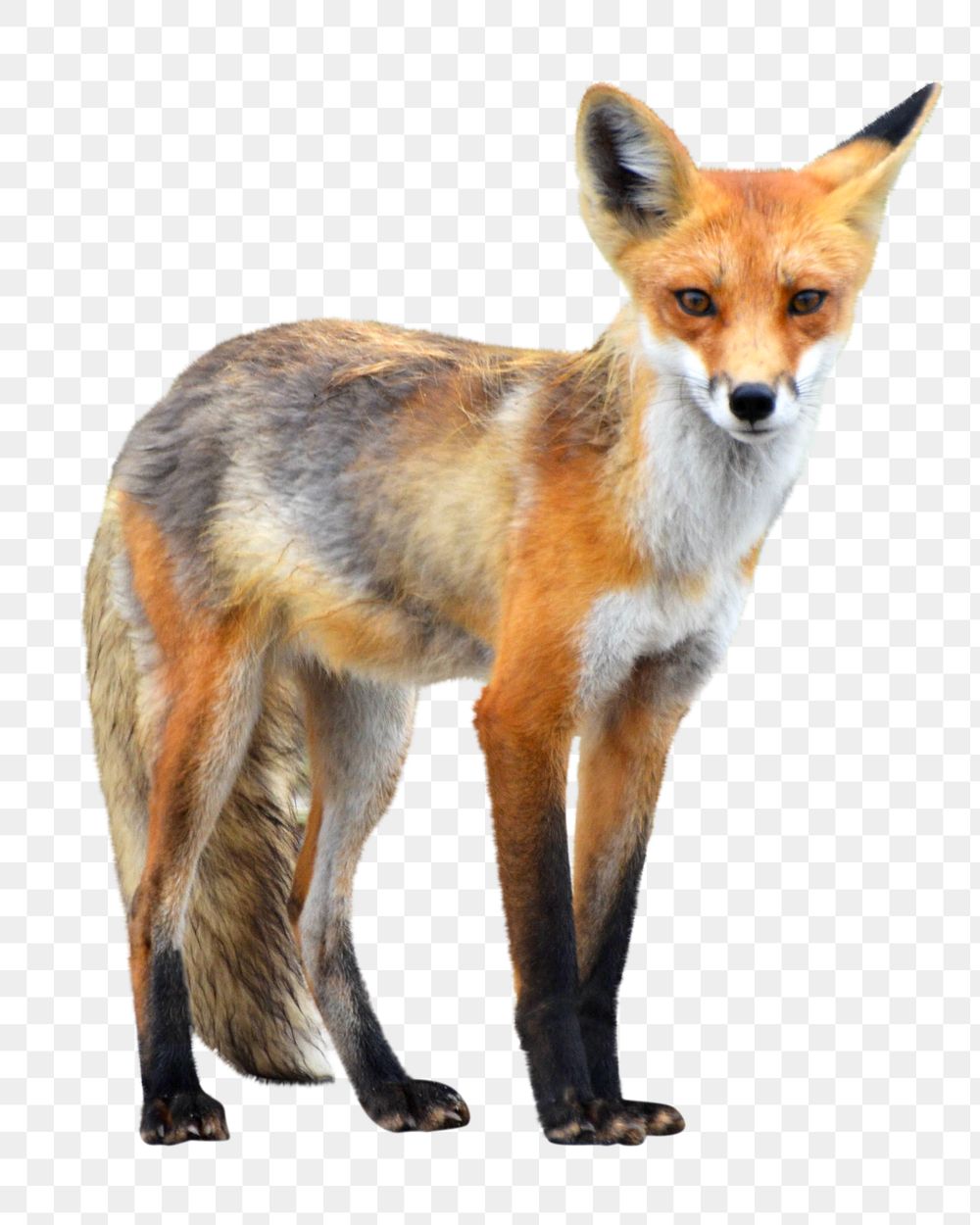 PNG wild fox, collage element, transparent background