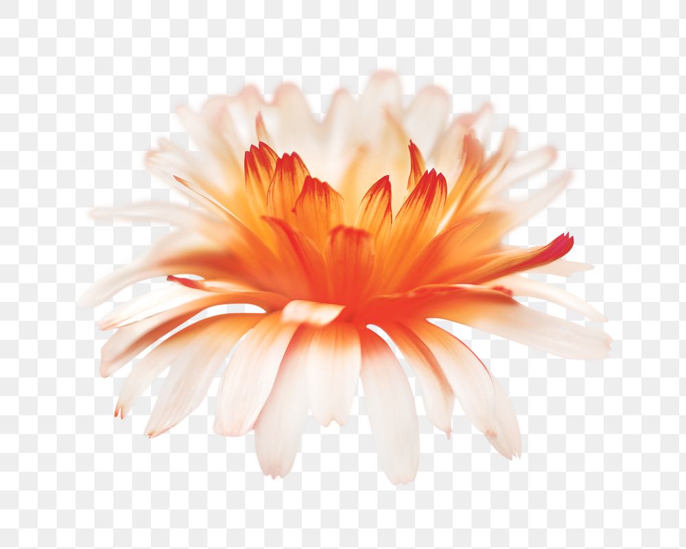 Png orange gerbera daisy element, transparent background