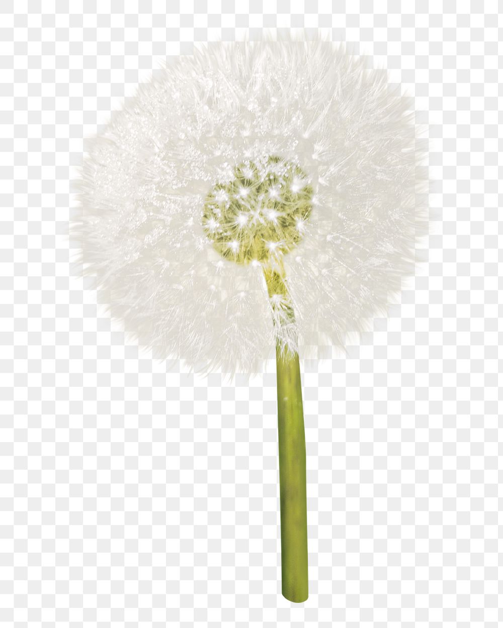 Png dandelion flower element, transparent background