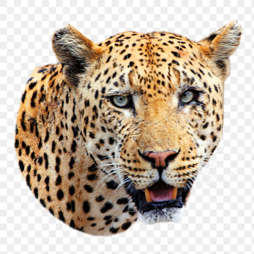 PNG Leopard, collage element, transparent background