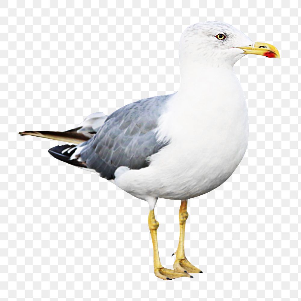 PNG seagull bird, collage element, transparent background