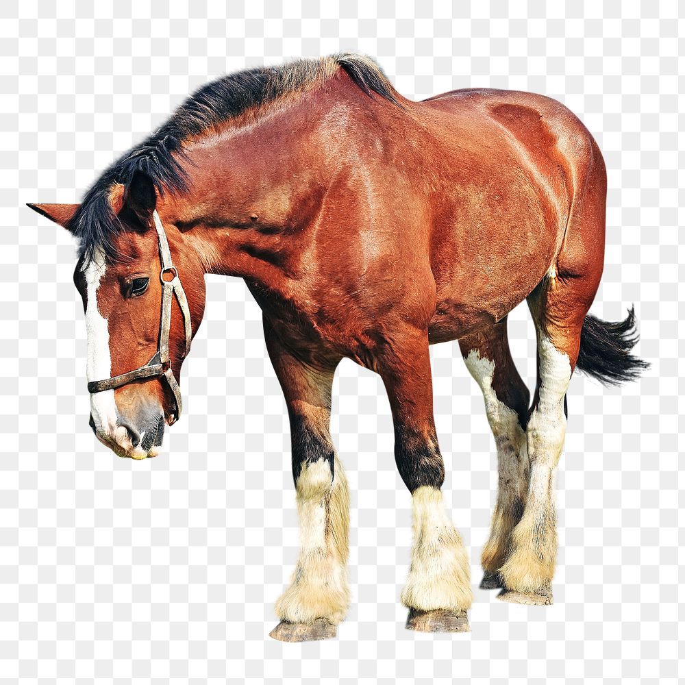 PNG Shire horse, collage element, transparent background