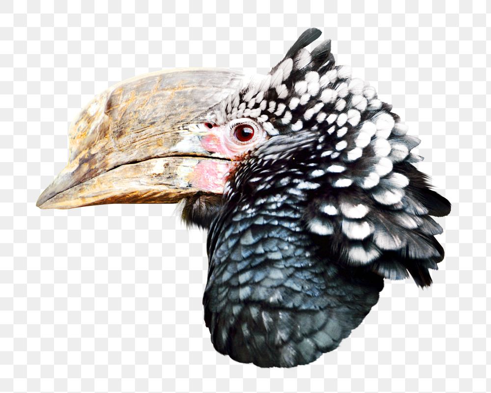 Png Silvery Cheeked Hornbill bird element, transparent background