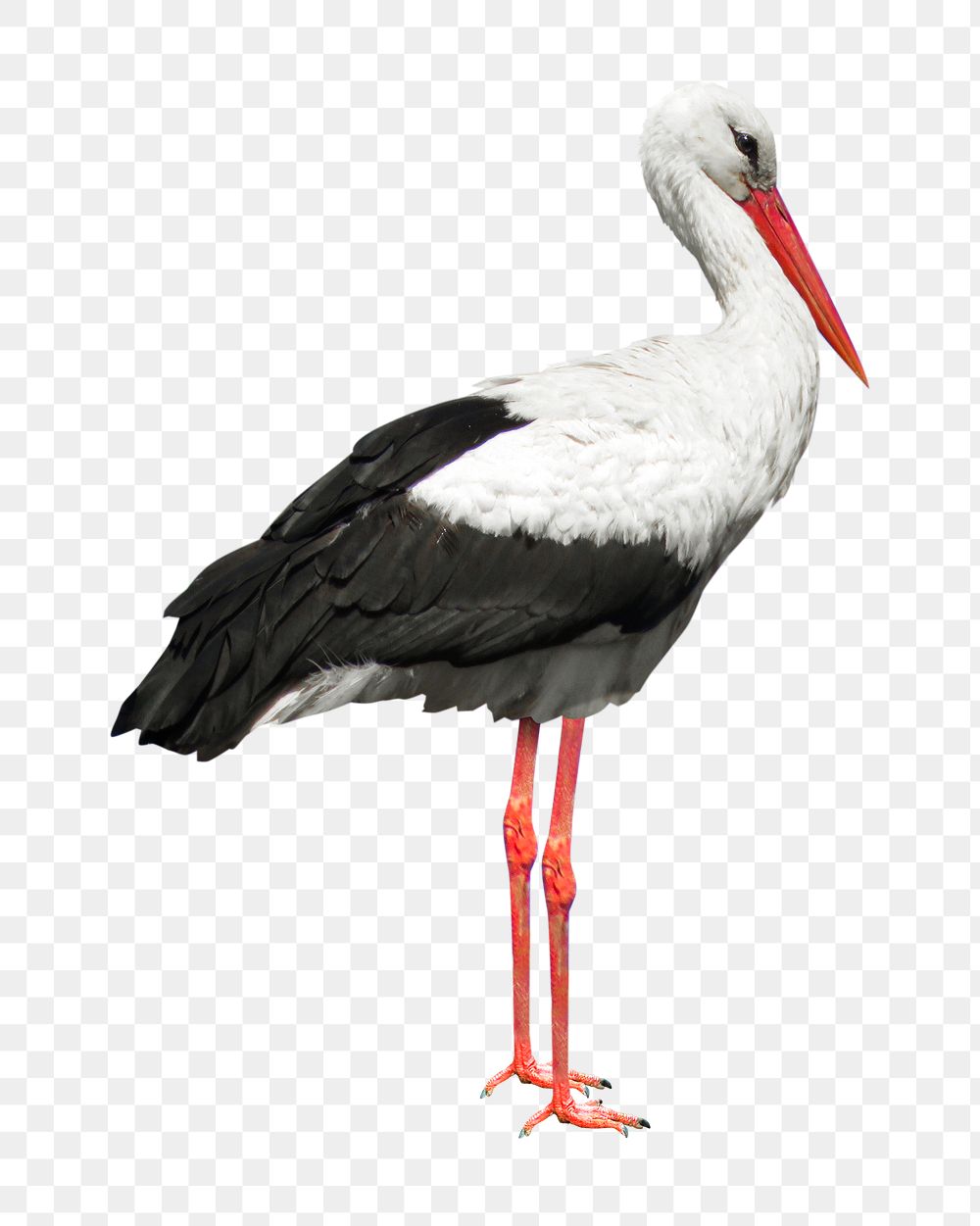 Stork png collage element, transparent background