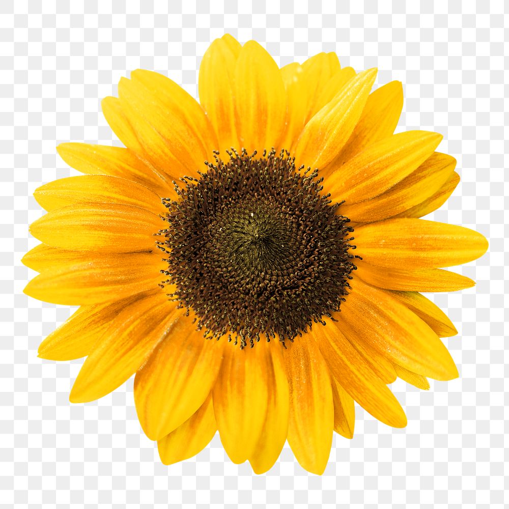 Png single sunflower element, transparent background