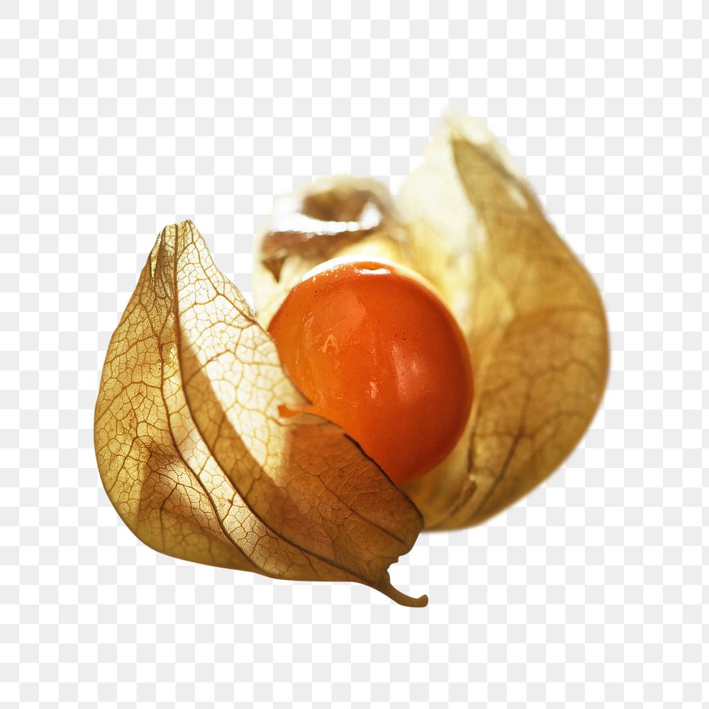 Png physalis fruit element, transparent background