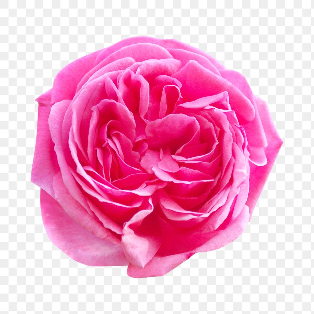 Png pink rose element, transparent background