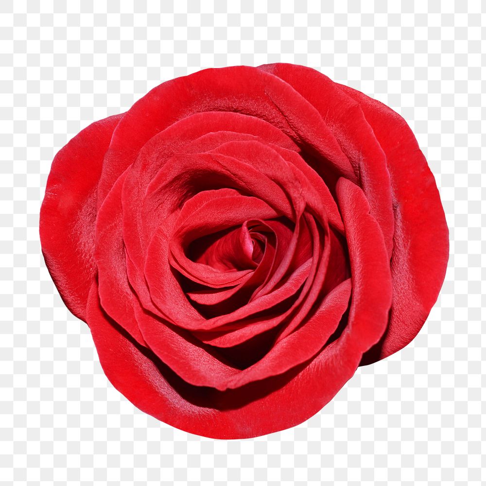 Red rose png, transparent background