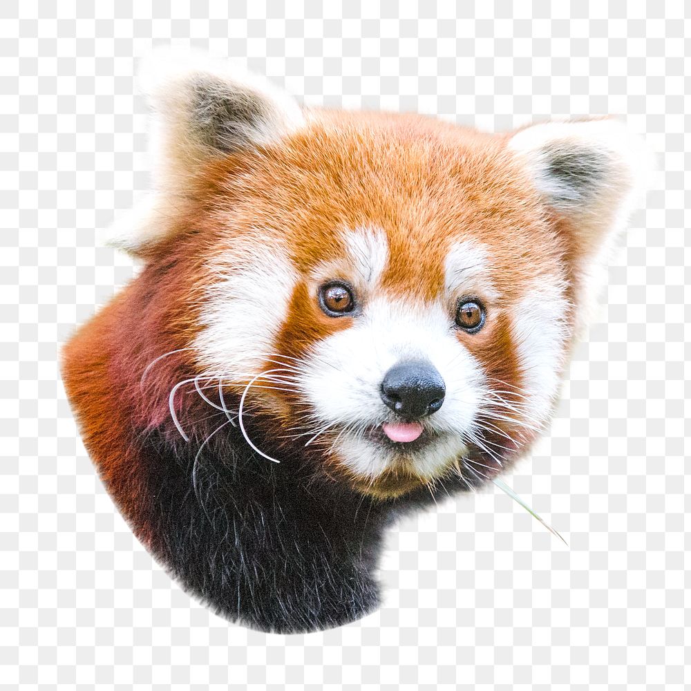 PNG Cute red panda, collage element, transparent background