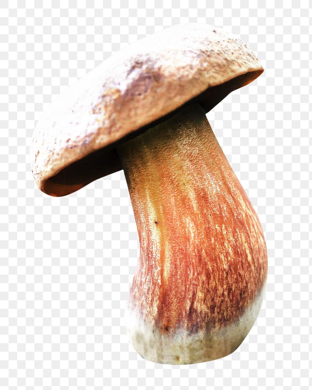 PNG brown mushroom, collage element, transparent background