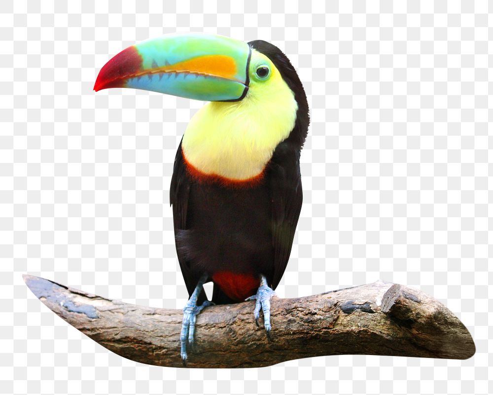 PNG Toucan bird , collage element, transparent background