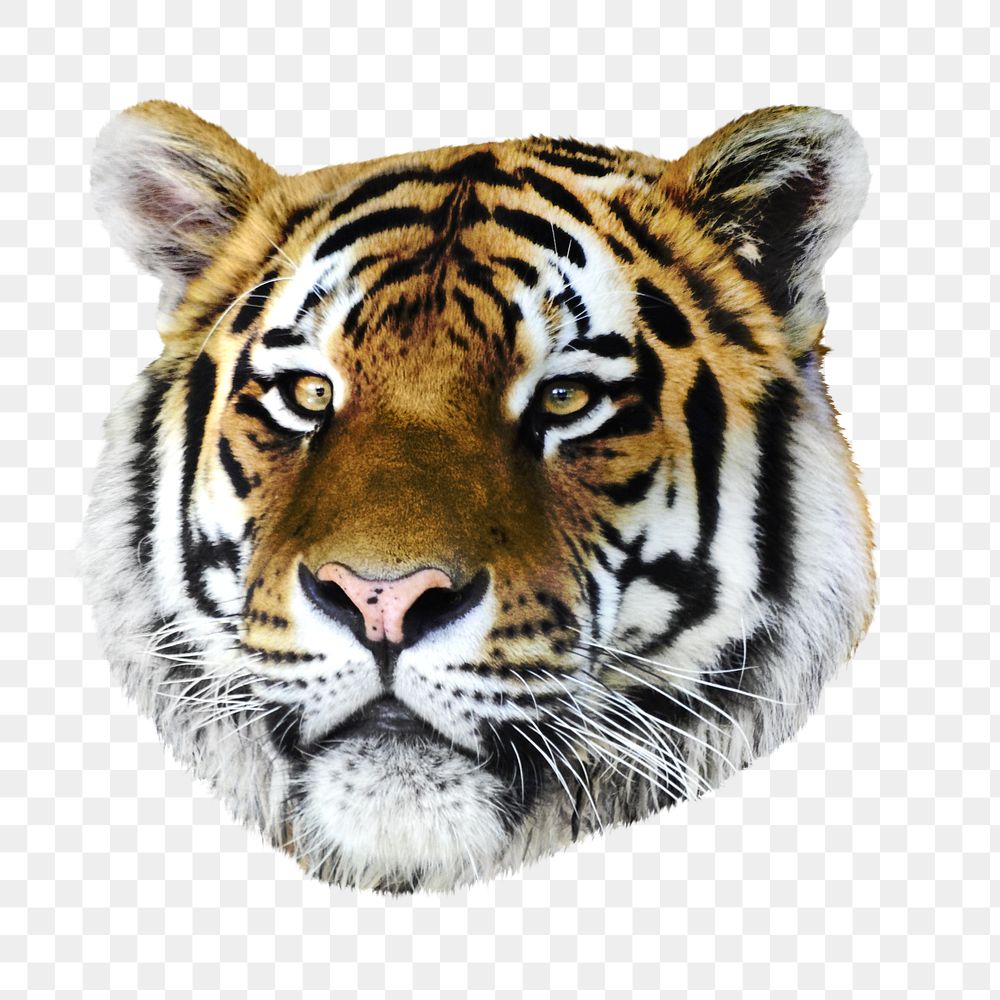 PNG Cute Siberian tiger   , collage element, transparent background
