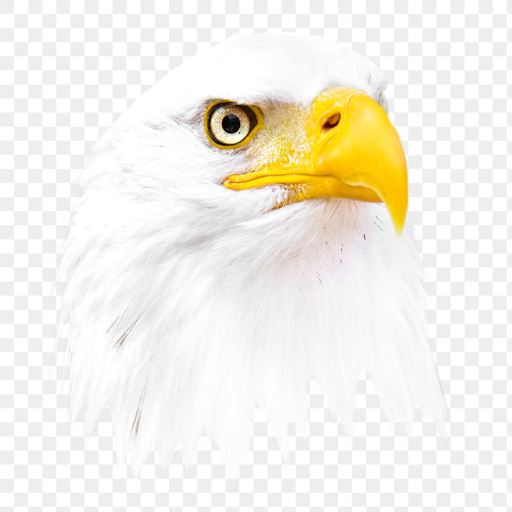 Bald eagle bird png, transparent background