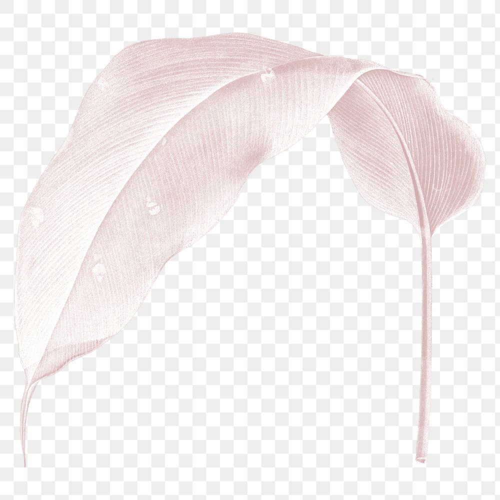 Png pink leaf illustration on transparent background