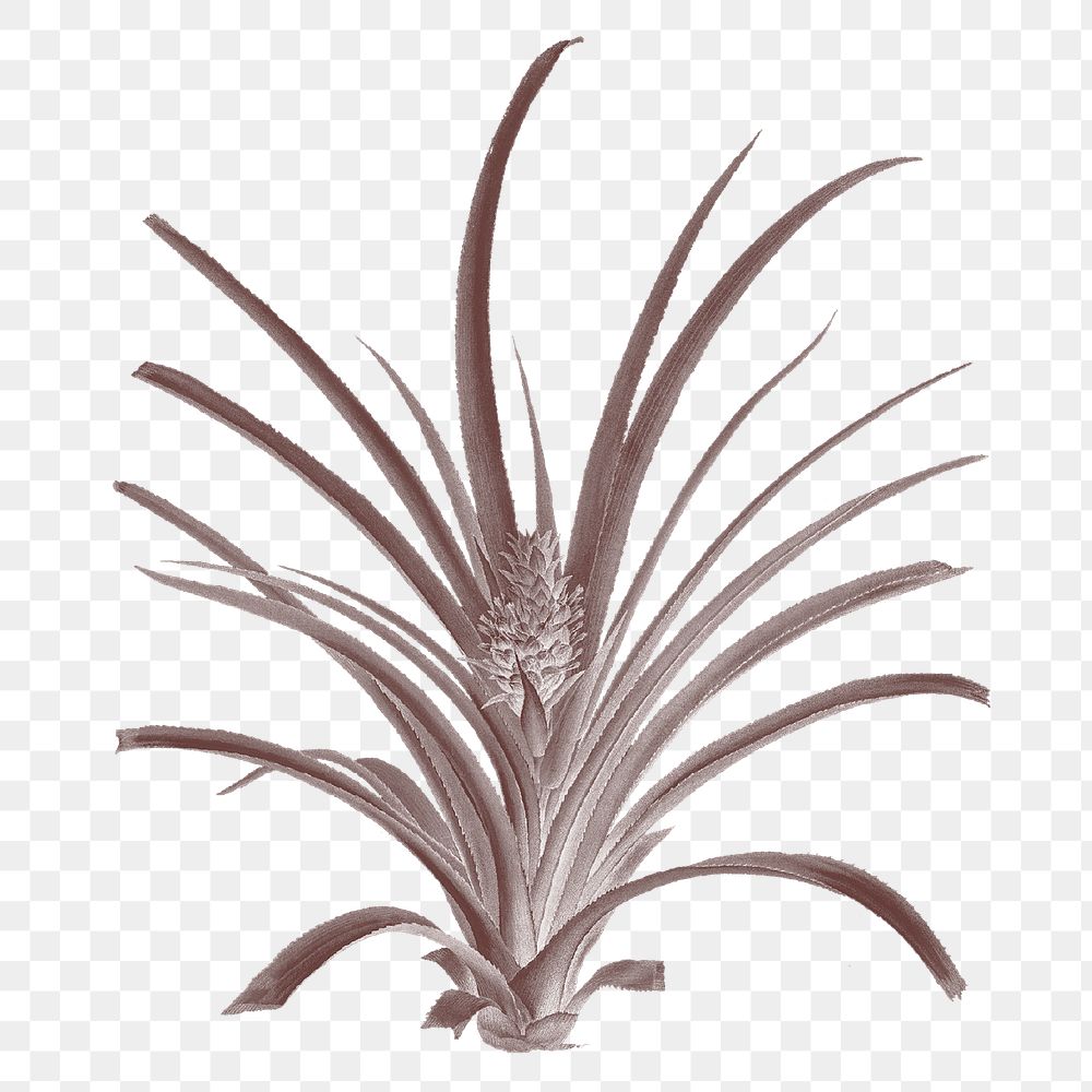 Png plant vintage illustration on transparent background