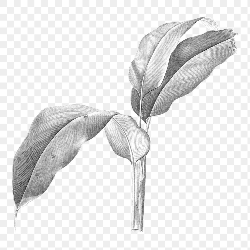 Png leaf illustration, black and white element on transparent background