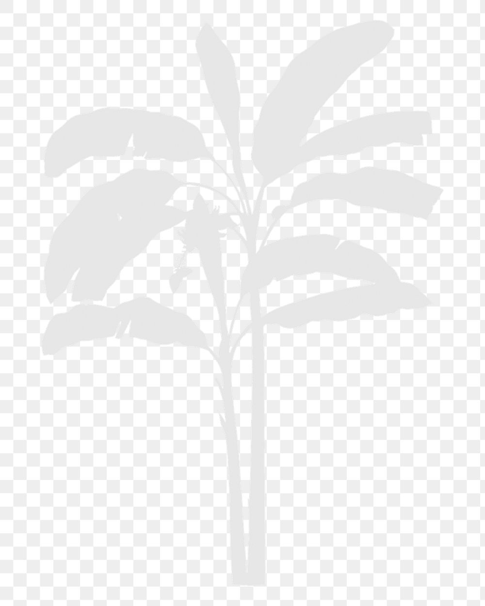 Png white tree shadow on transparent background