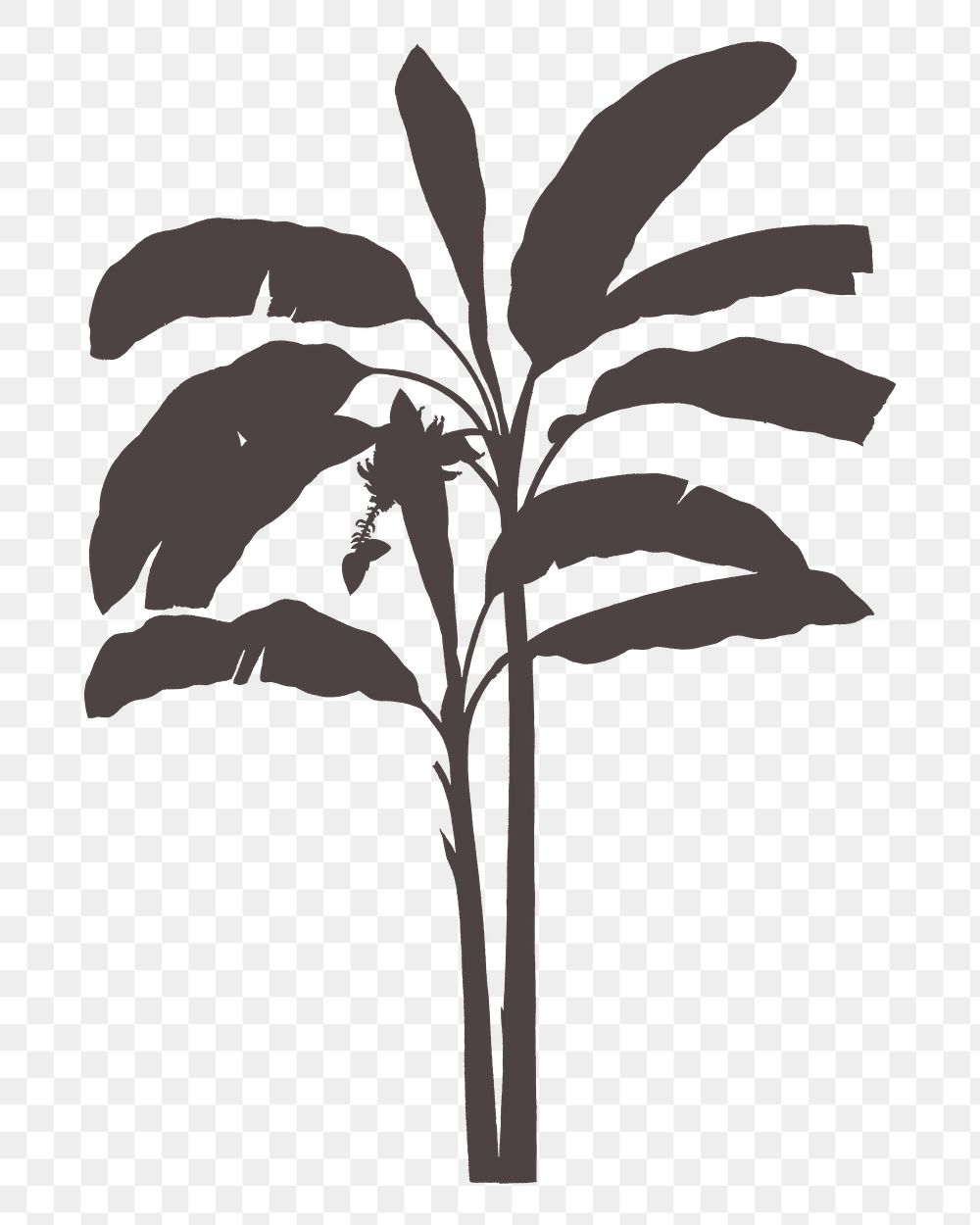 Png banana tree shadow, design element on transparent background
