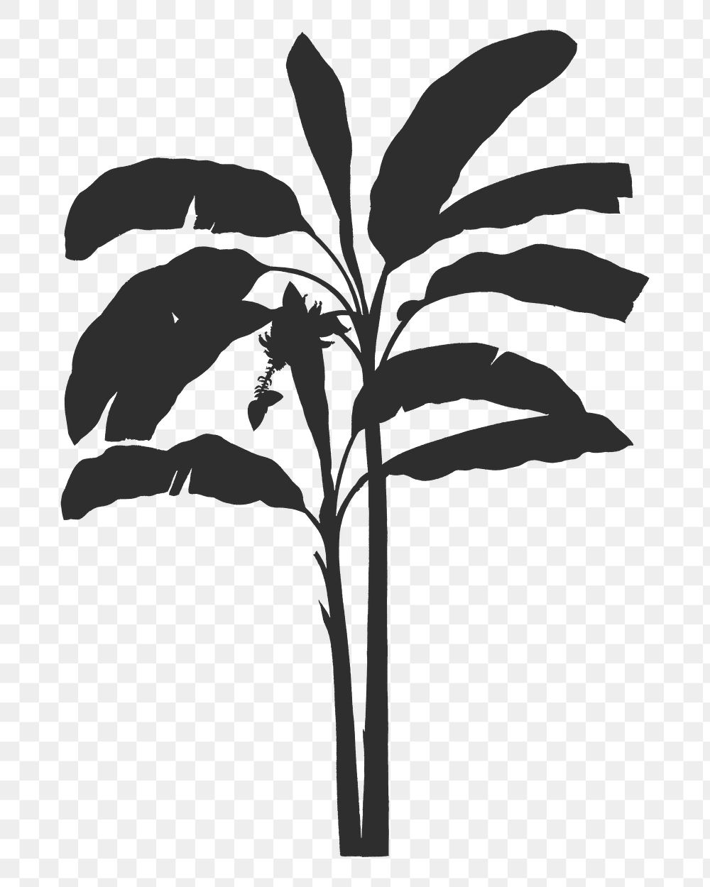 Png banana tree shadow on transparent background