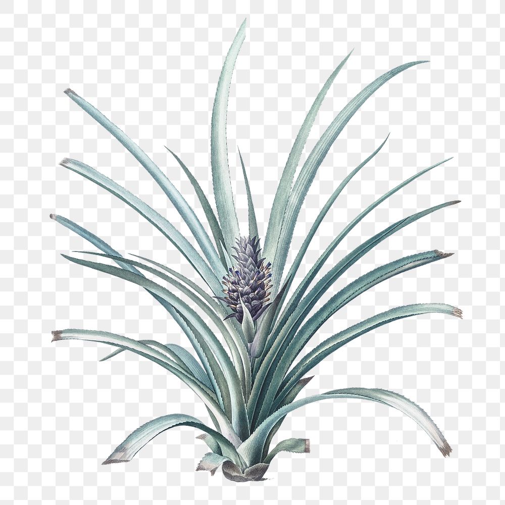 Png pineapple plant vintage illustration on transparent background