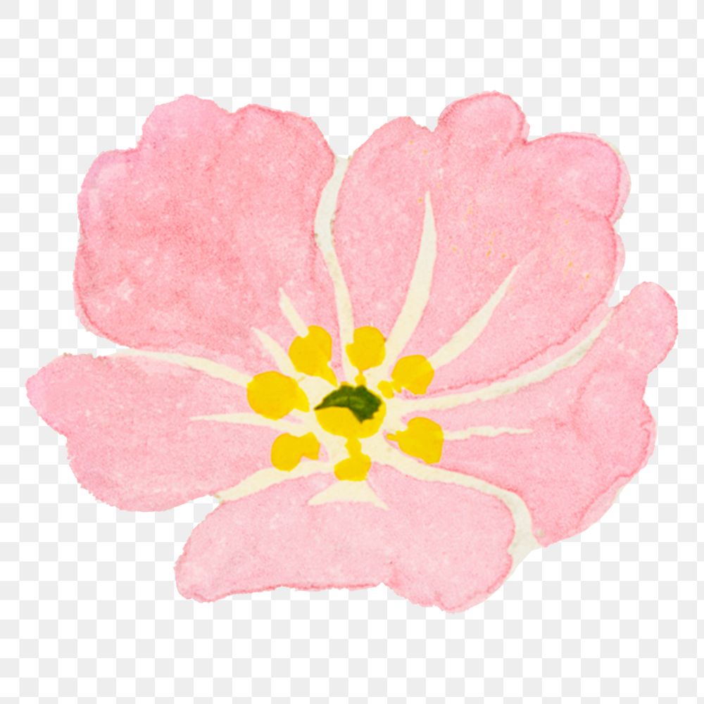 Pink peony png flower watercolor, transparent background