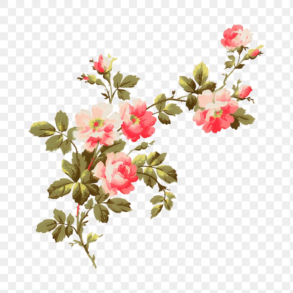 Aesthetic vintage png flower painting, transparent background