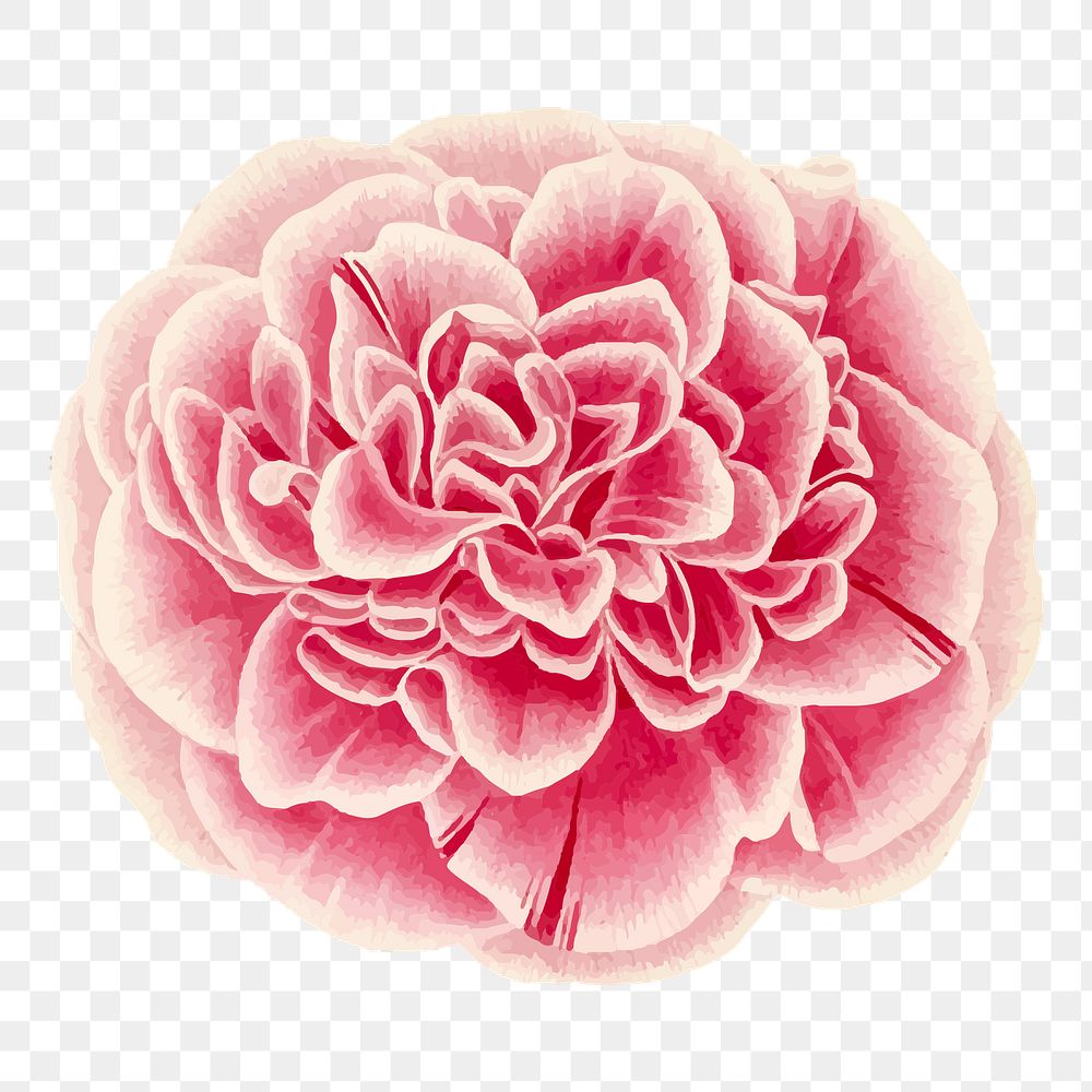 Pink peony png flower illustration, transparent background