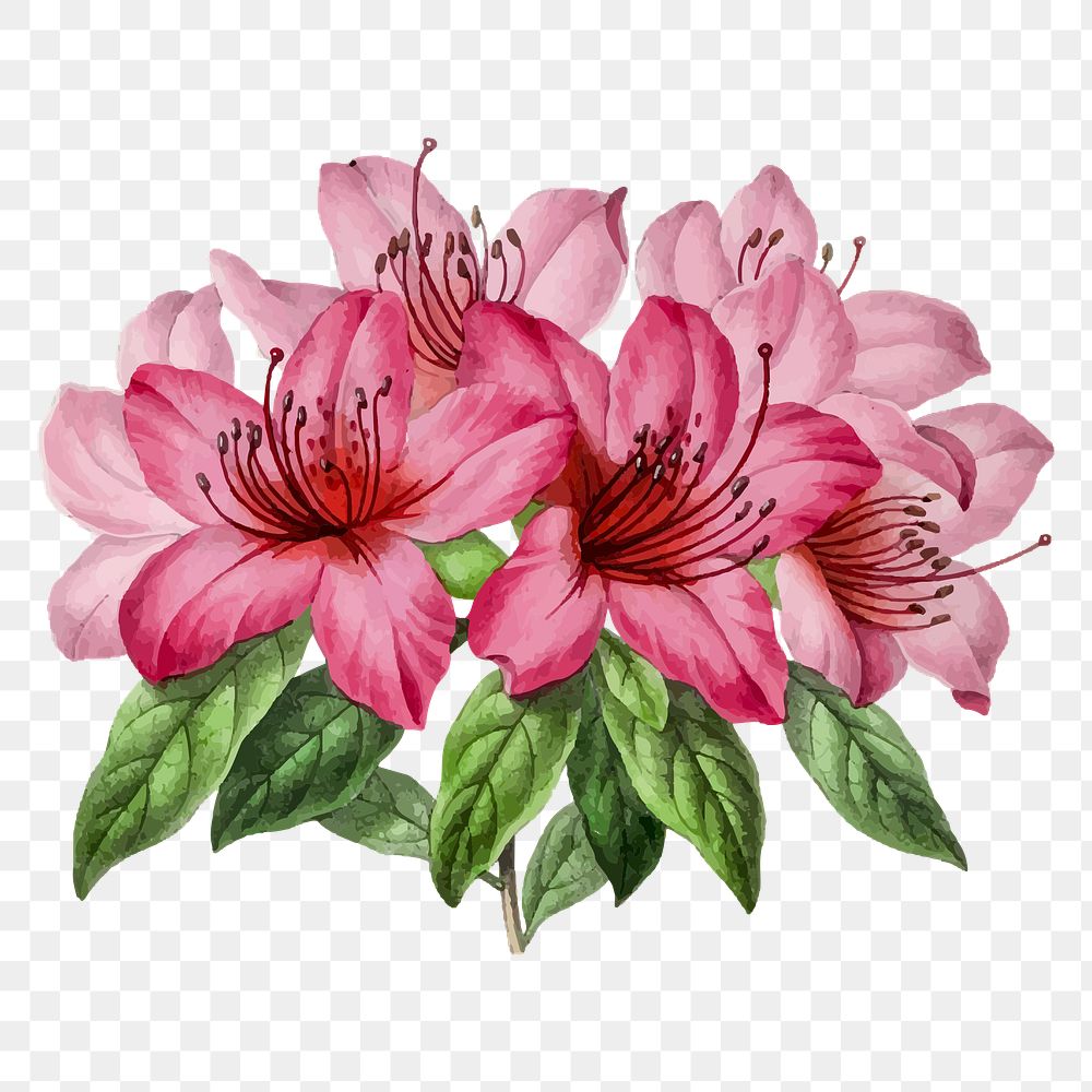 Pink azalea png flower illustration, transparent background