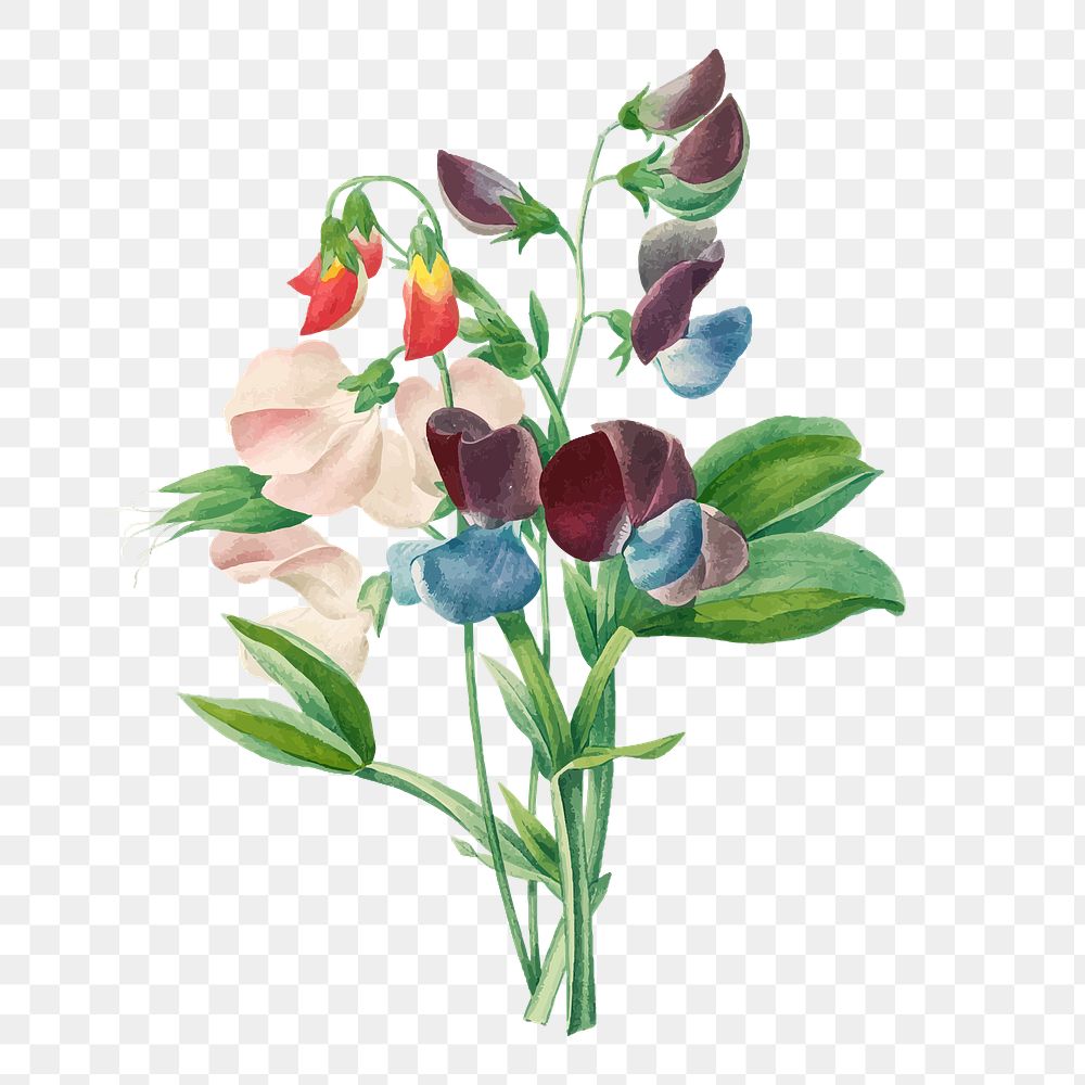 Sweet pea png flower illustration, transparent background