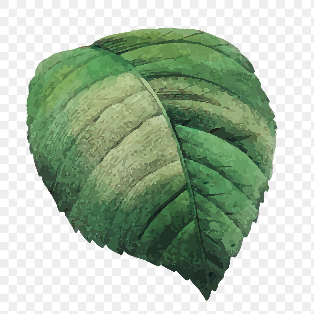 PNG green leaf illustration, transparent background