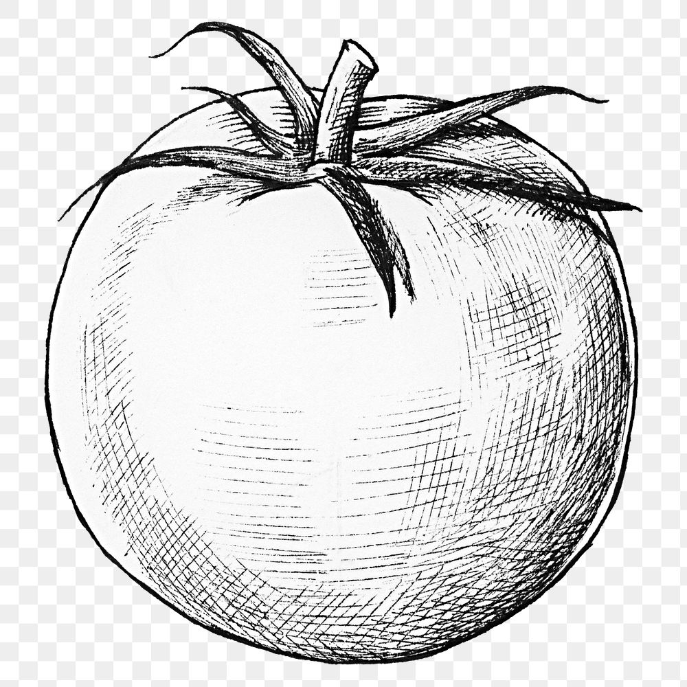 Png tomato black and white illustration, transparent background