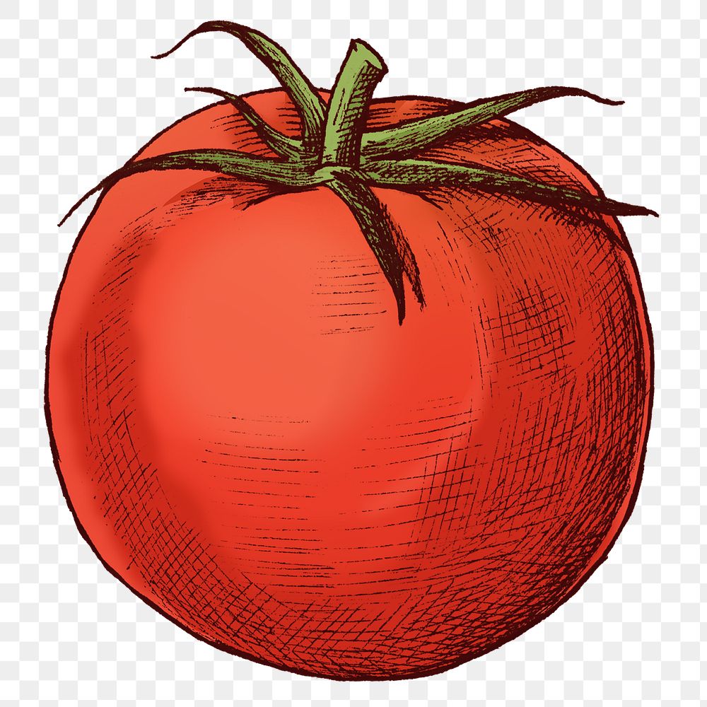 Png tomato illustration collage element, transparent background