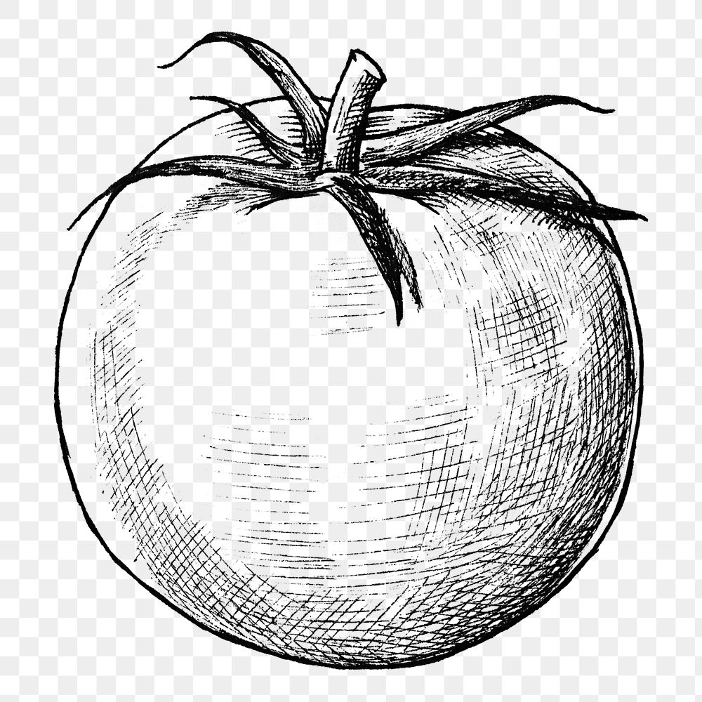Png tomato black and white illustration, transparent background
