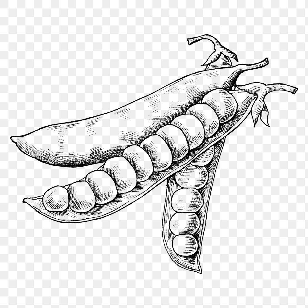 Png peas black and white illustration, transparent background
