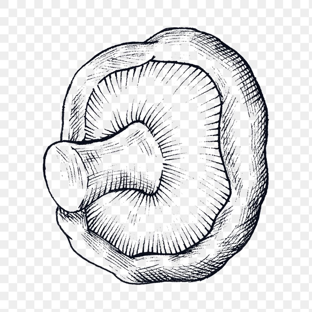 Png mushroom black and white illustration, transparent background