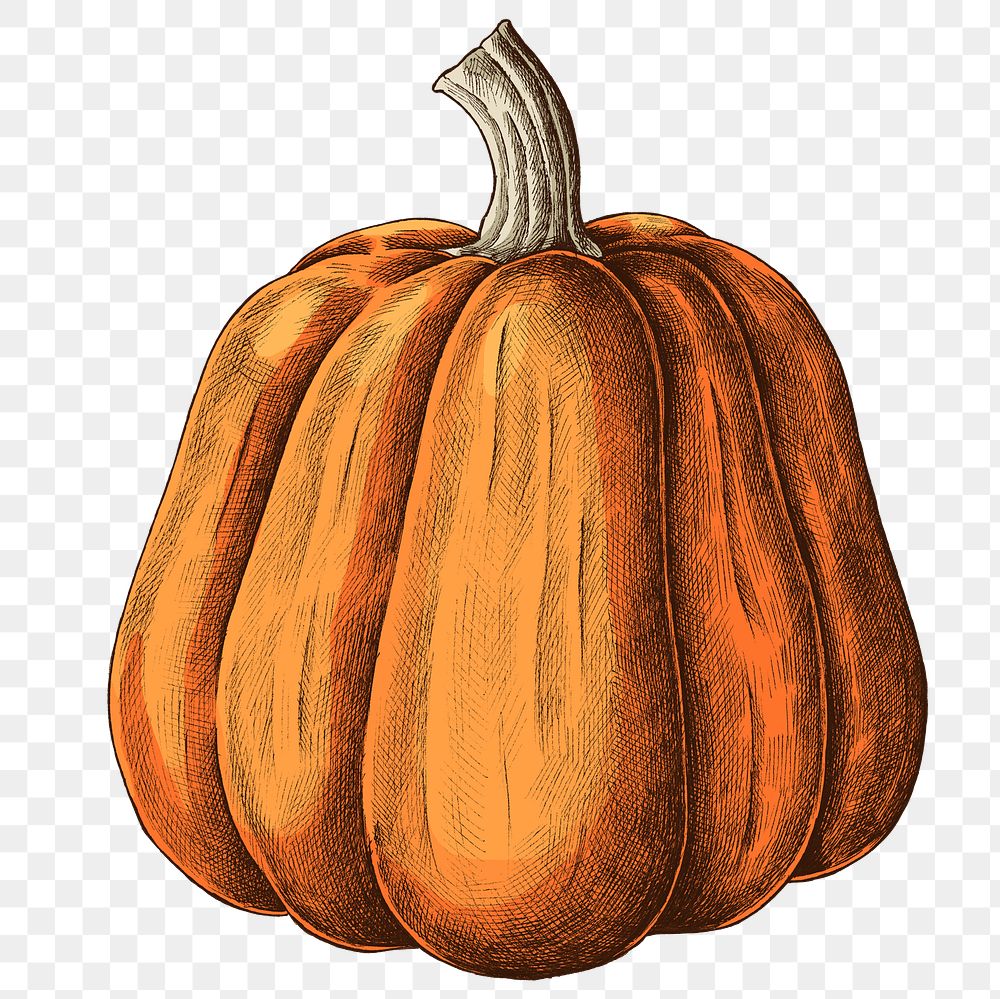 Png pumpkin illustration collage element, transparent background