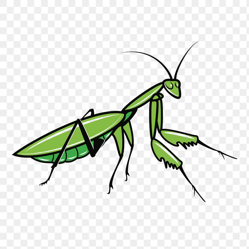 Mantis png clipart illustration, transparent background. Free public domain CC0 image.