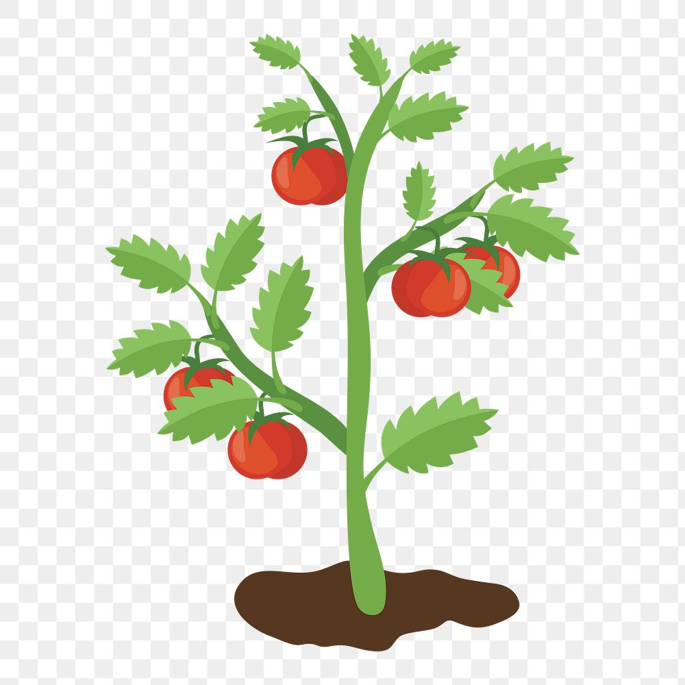 Tomato tree png clipart illustration, transparent background. Free public domain CC0 image.