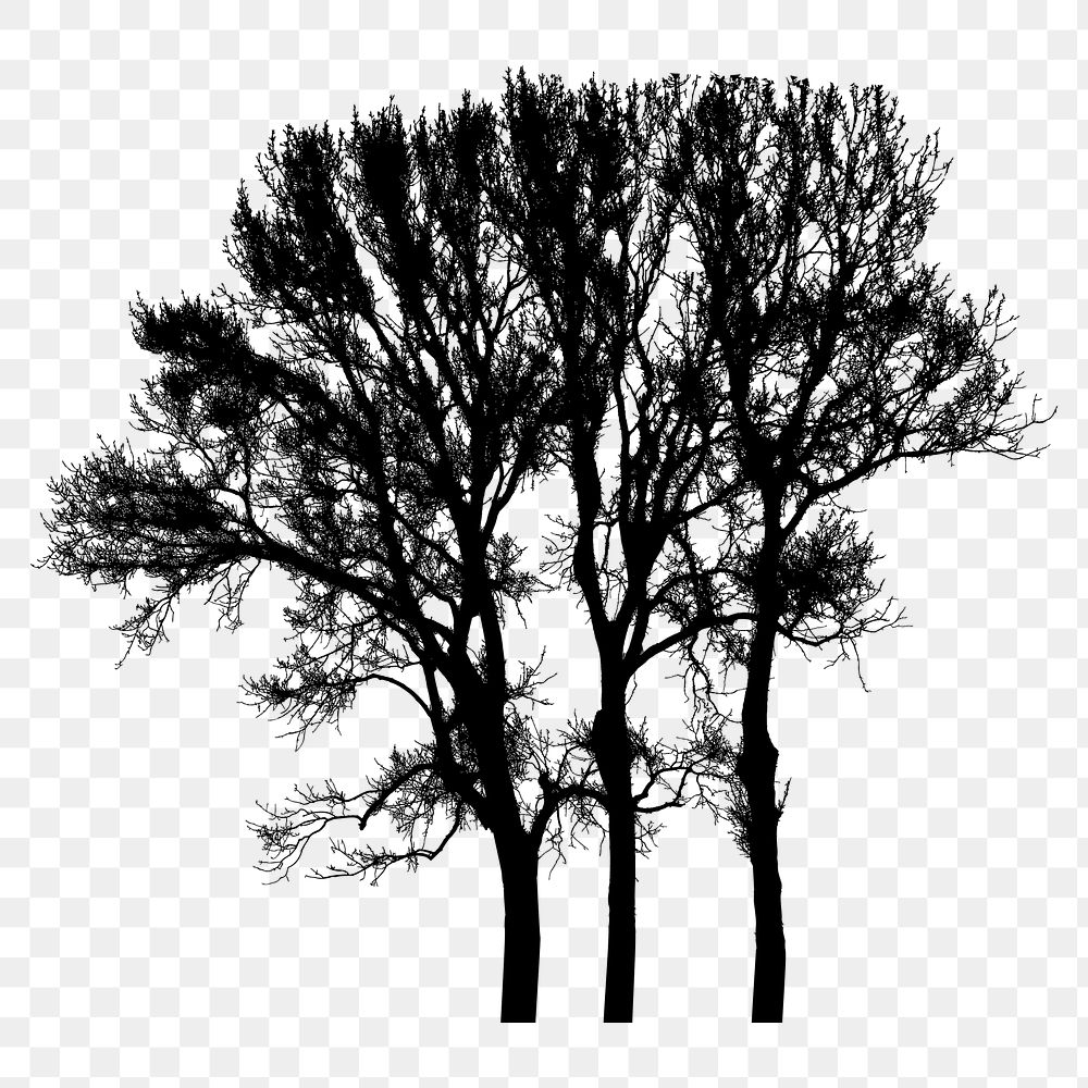 PNG Triple Winter Trees Silhouette, clipart, transparent background