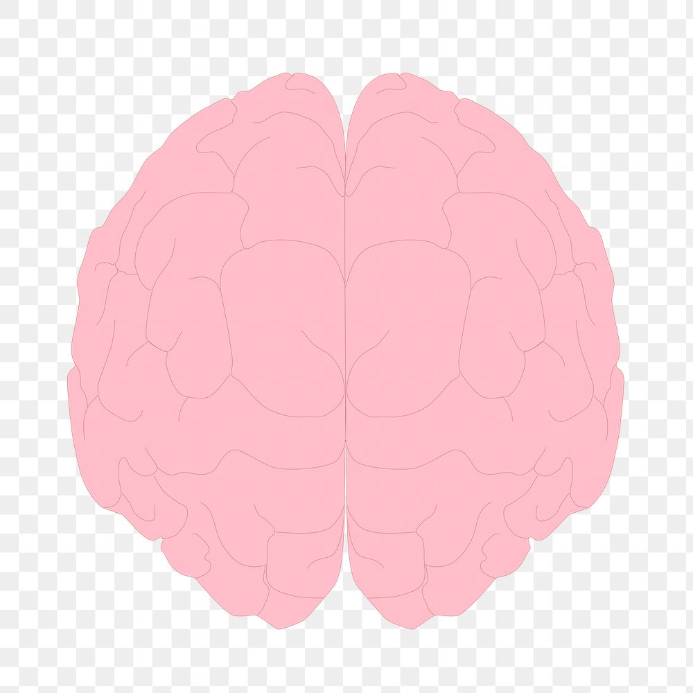 PNG Pink brain, clipart, transparent background