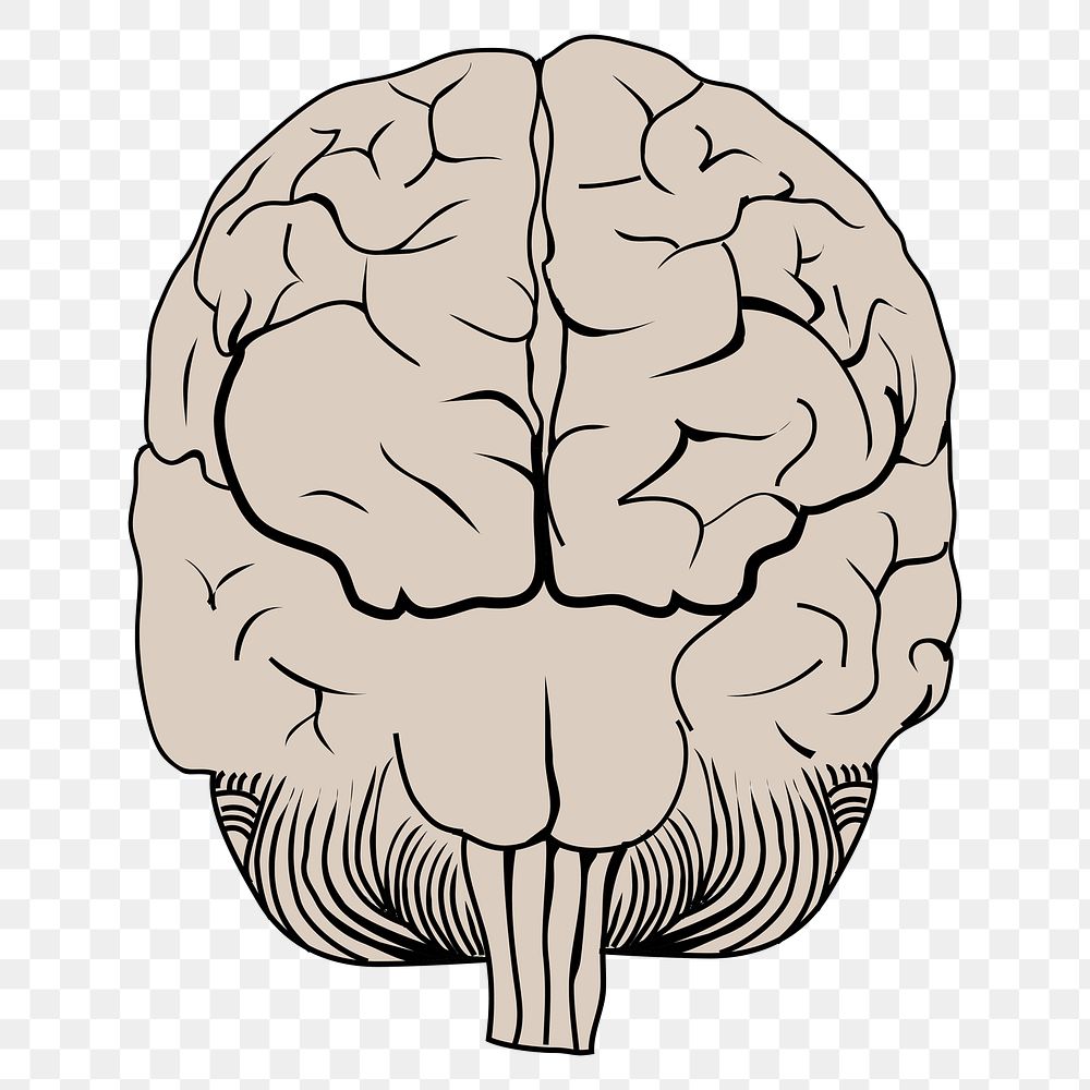 PNG Brain posterior view, clipart, transparent background