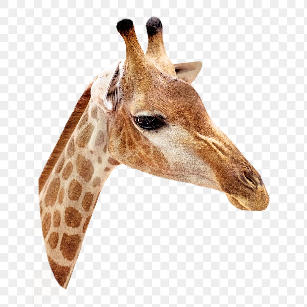 PNG Closeup of giraffe, collage element, transparent background