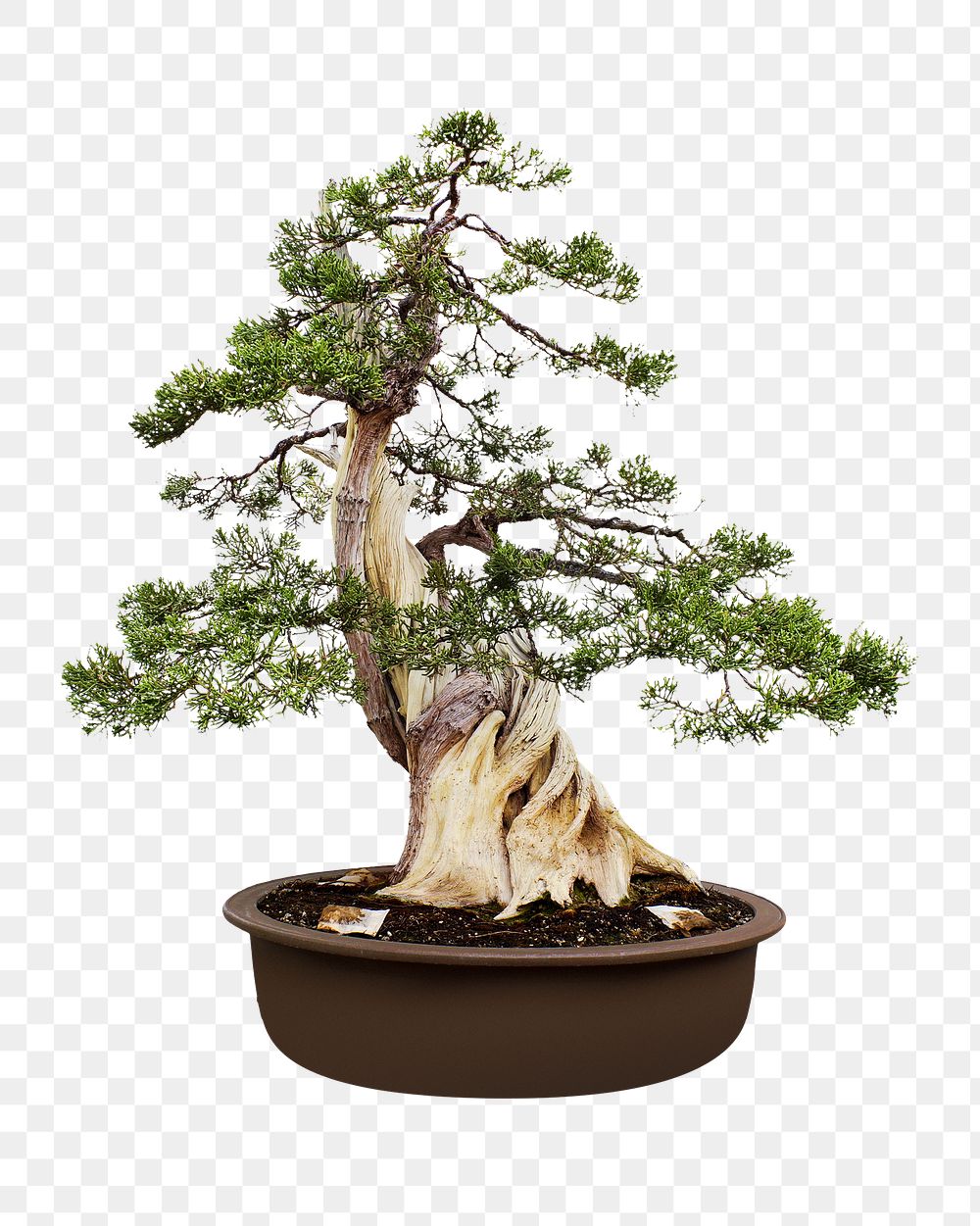 Pot bonsai planting png collage element, transparent background