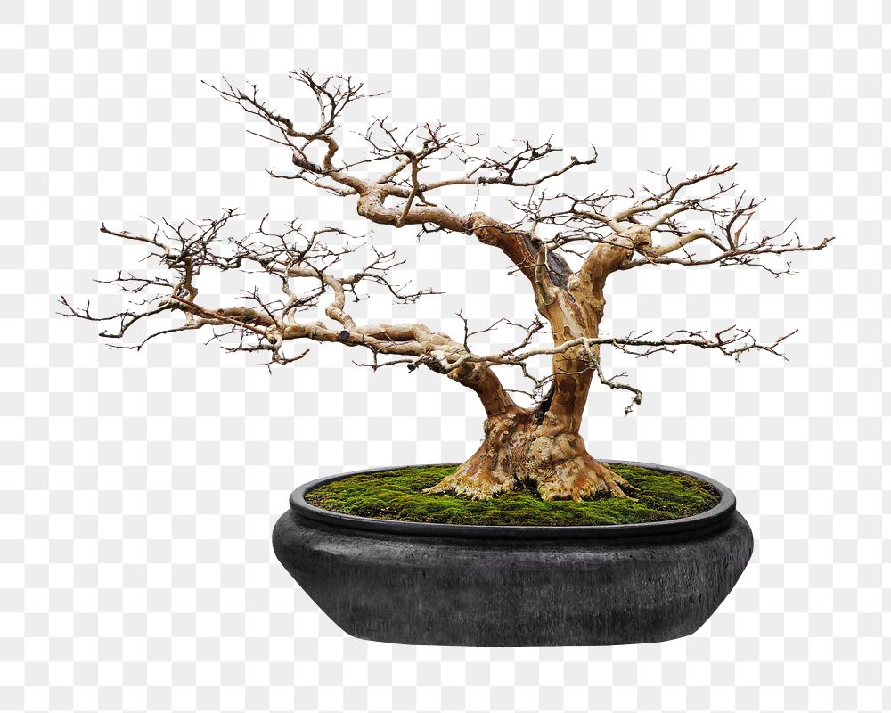 Bonsai png collage element, transparent background