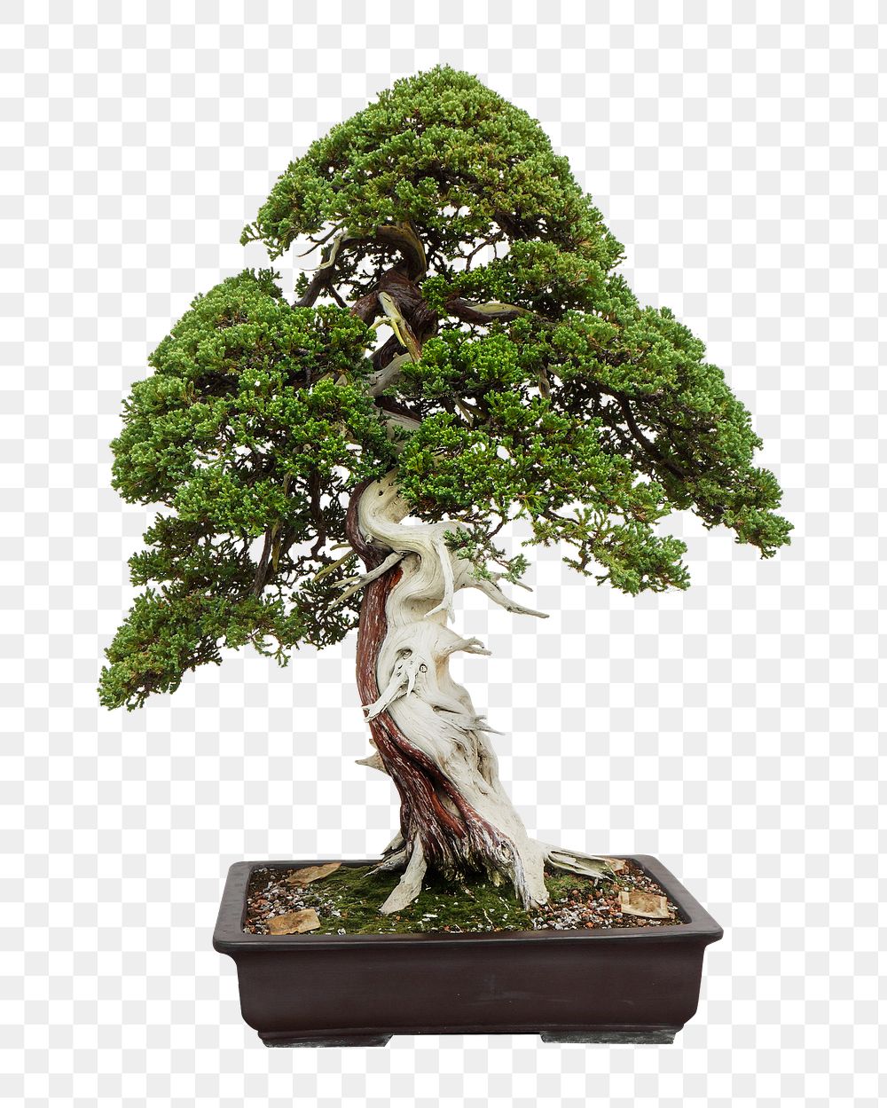 Bonsai tree in pot png collage element, transparent background