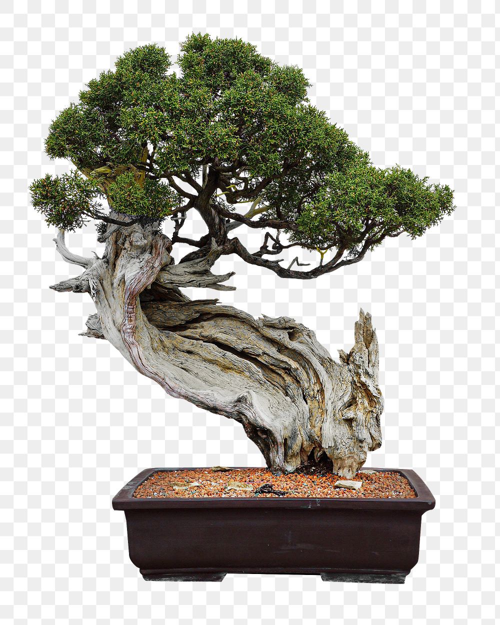 Bonsai tree in pot png collage element, transparent background