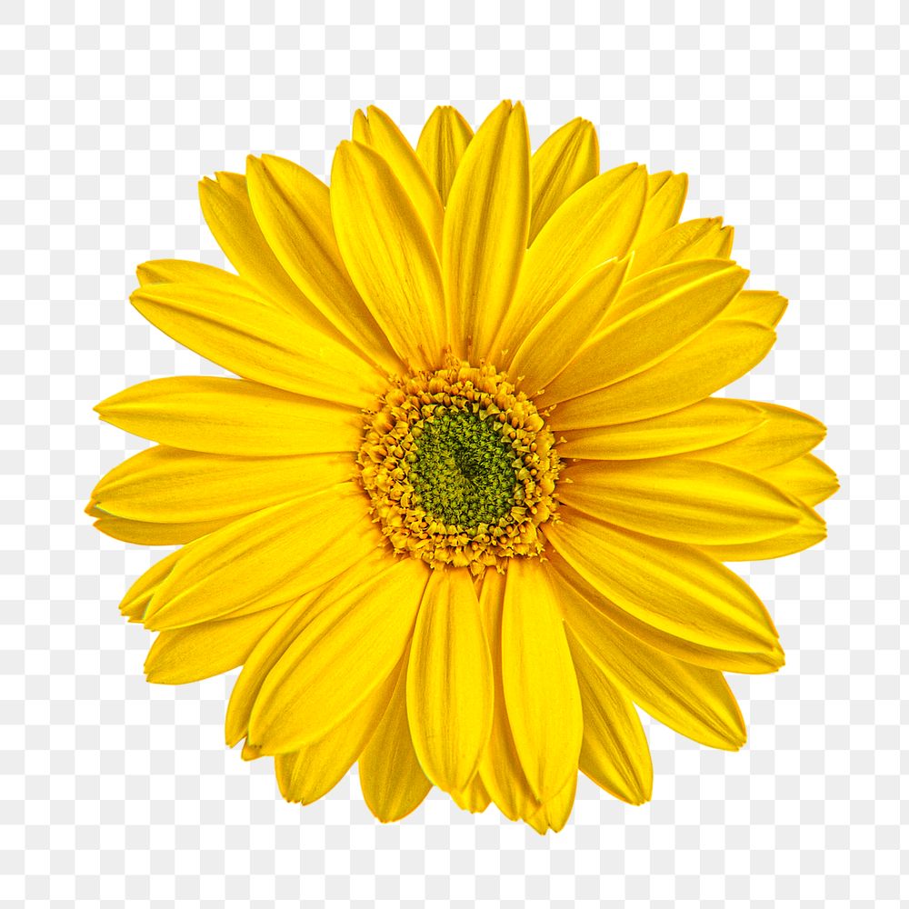 Yellow daisy png collage element, transparent background