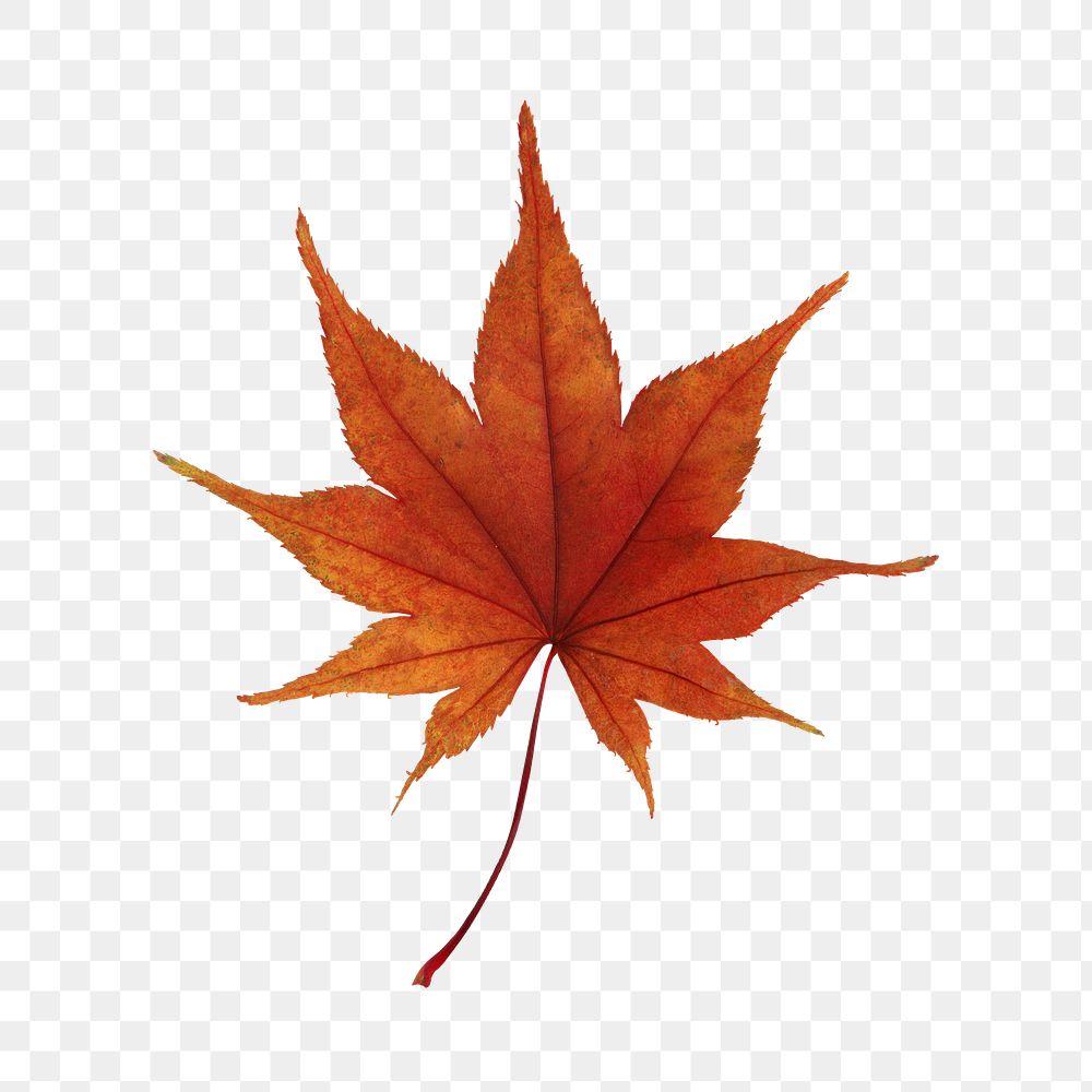 PNG Pointy red maple leaf, collage element, transparent background.